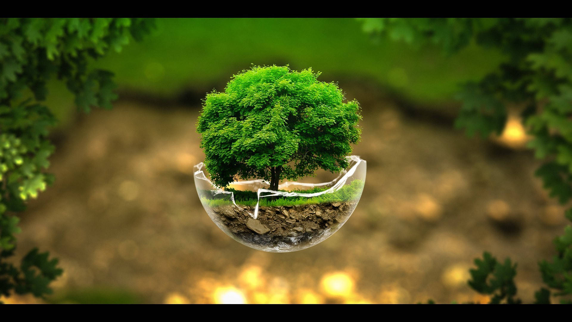 Bonsai Tree In Broken Bowl Background