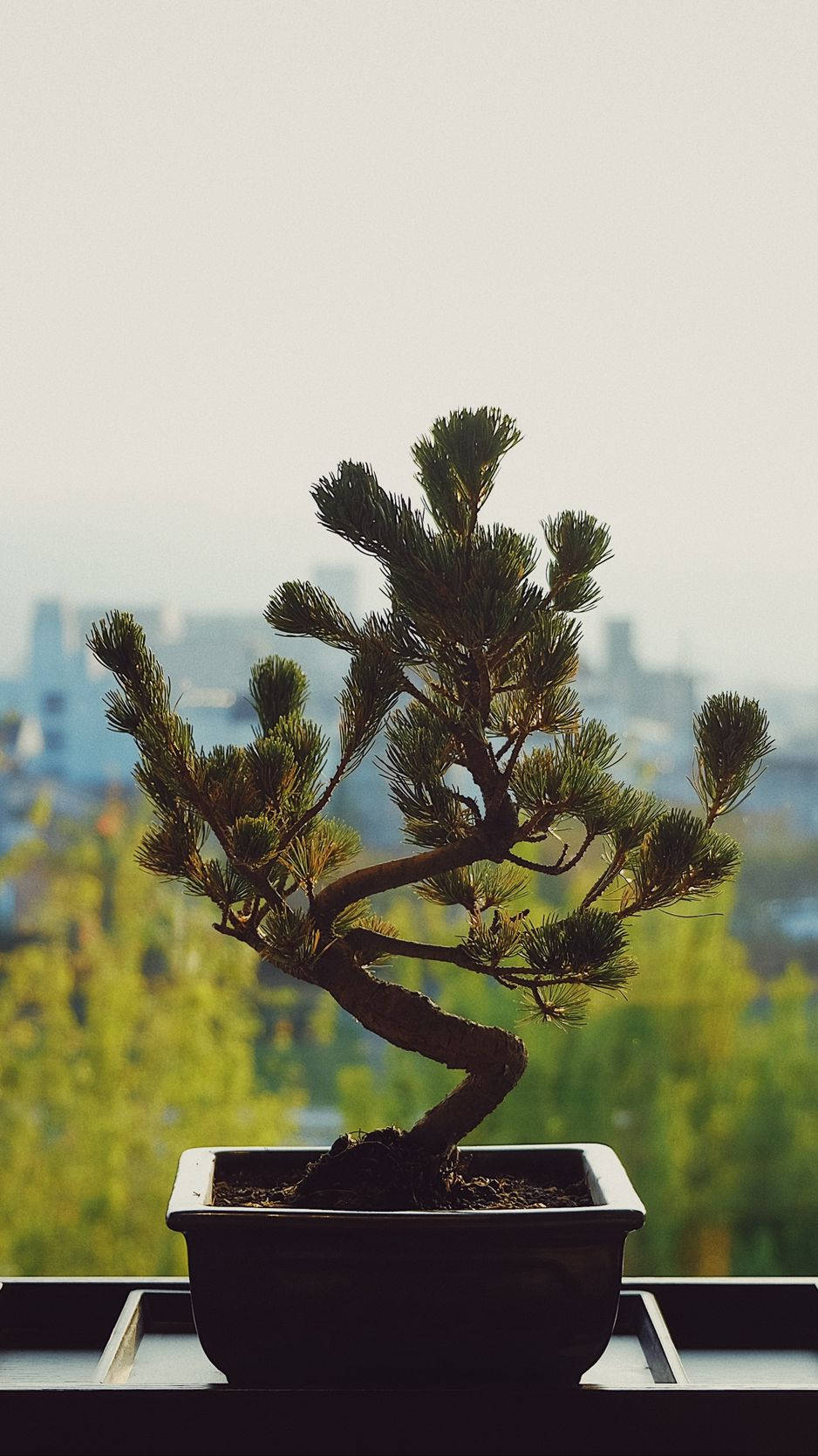 Bonsai Tree Informal Upright Plant Photography