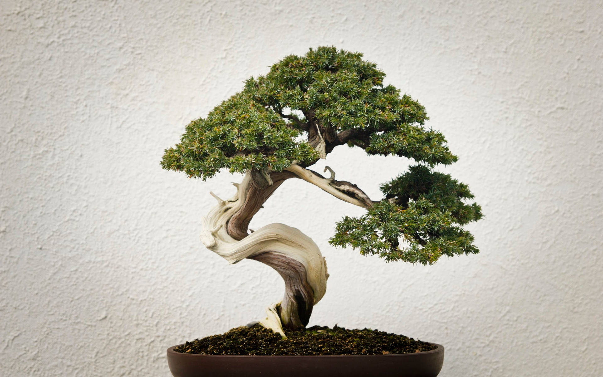 Bonsai Tree Informal Upright Style Plant Photography Background