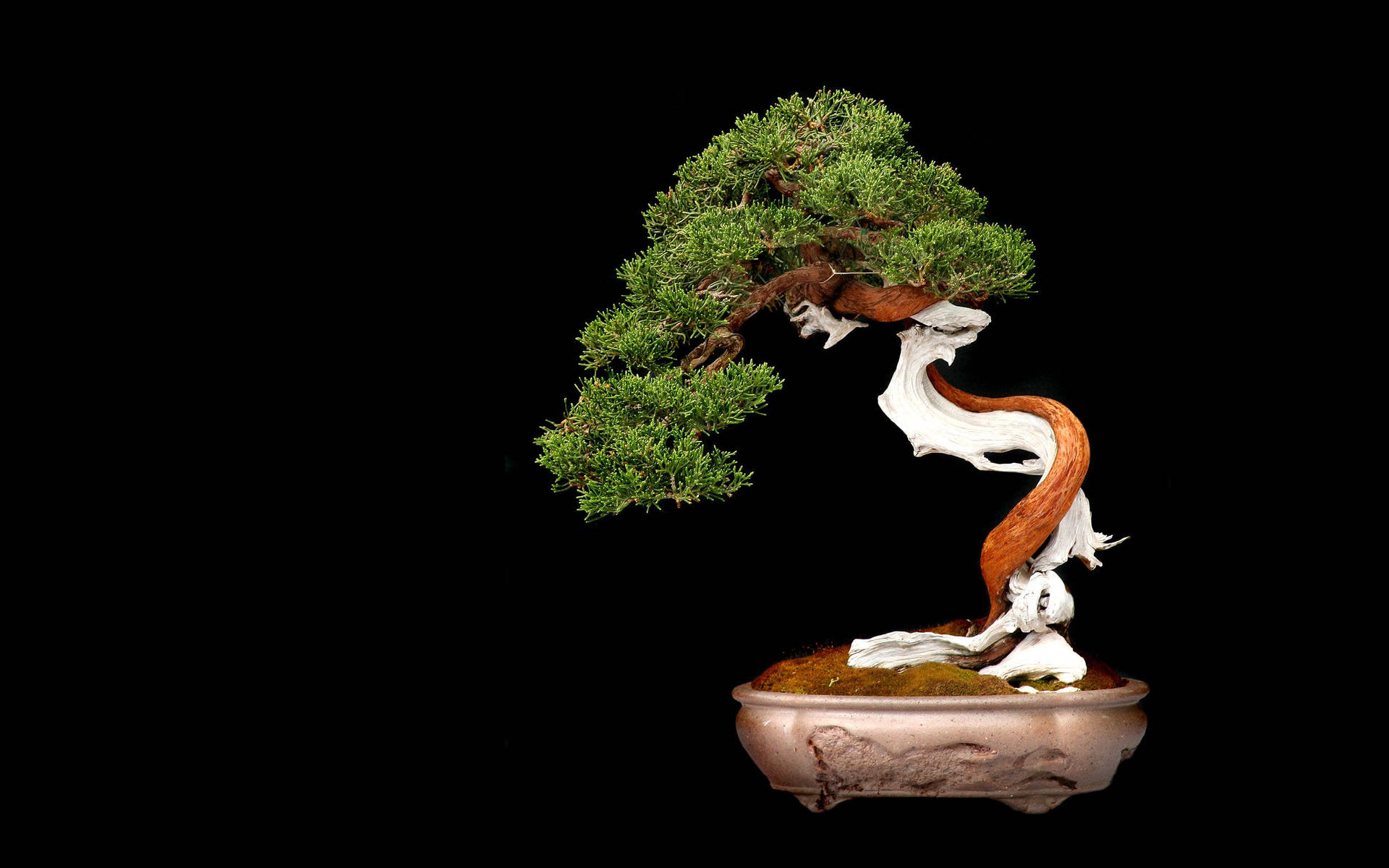 Bonsai Tree Literati Style Digital Art Background