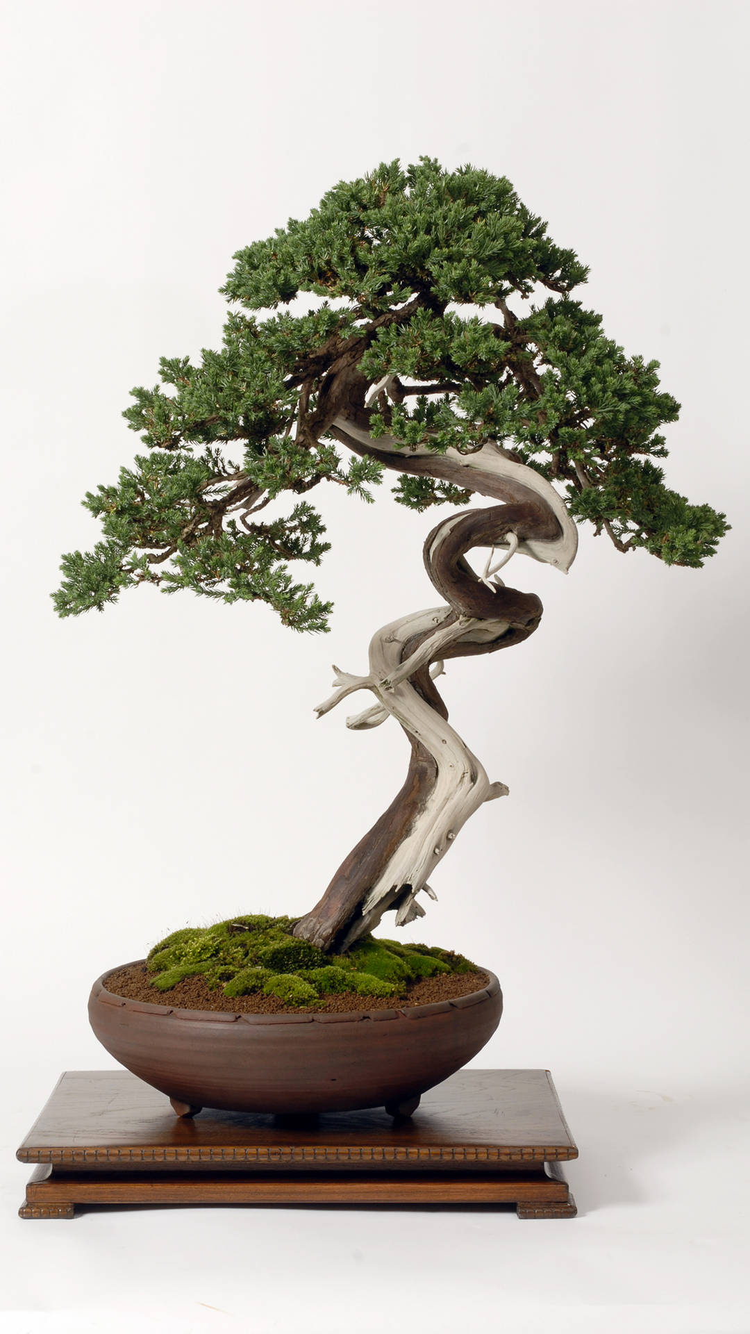 Bonsai Tree Moyogi Style Tiny Plant Photography Background