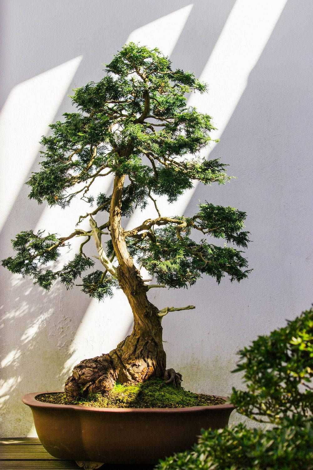 Bonsai Tree Moyogi Upright Style Plant Photography Background