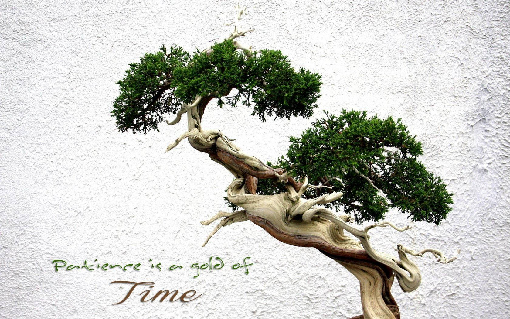 Bonsai Tree Patience Quotes Photography Background