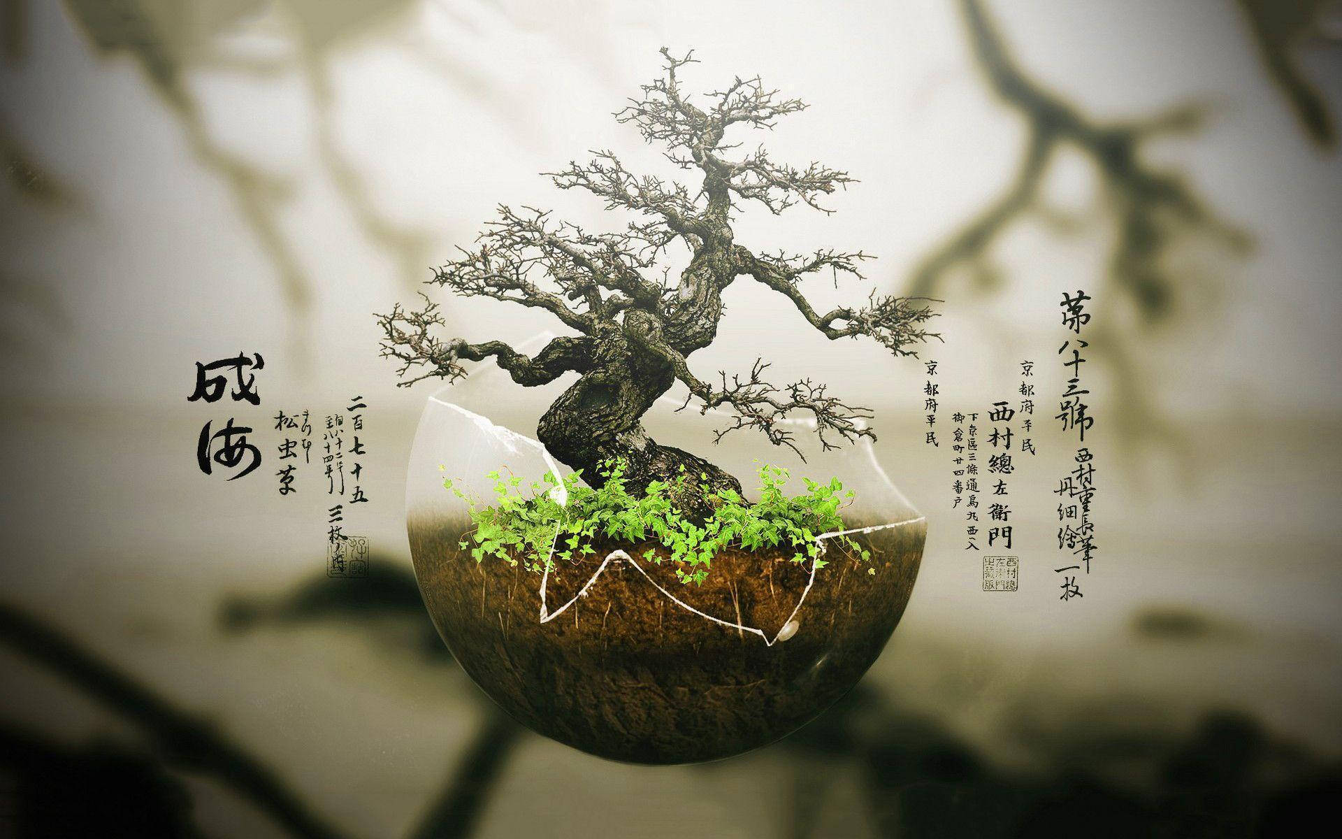 Bonsai Tree Poster Plant Photography Background