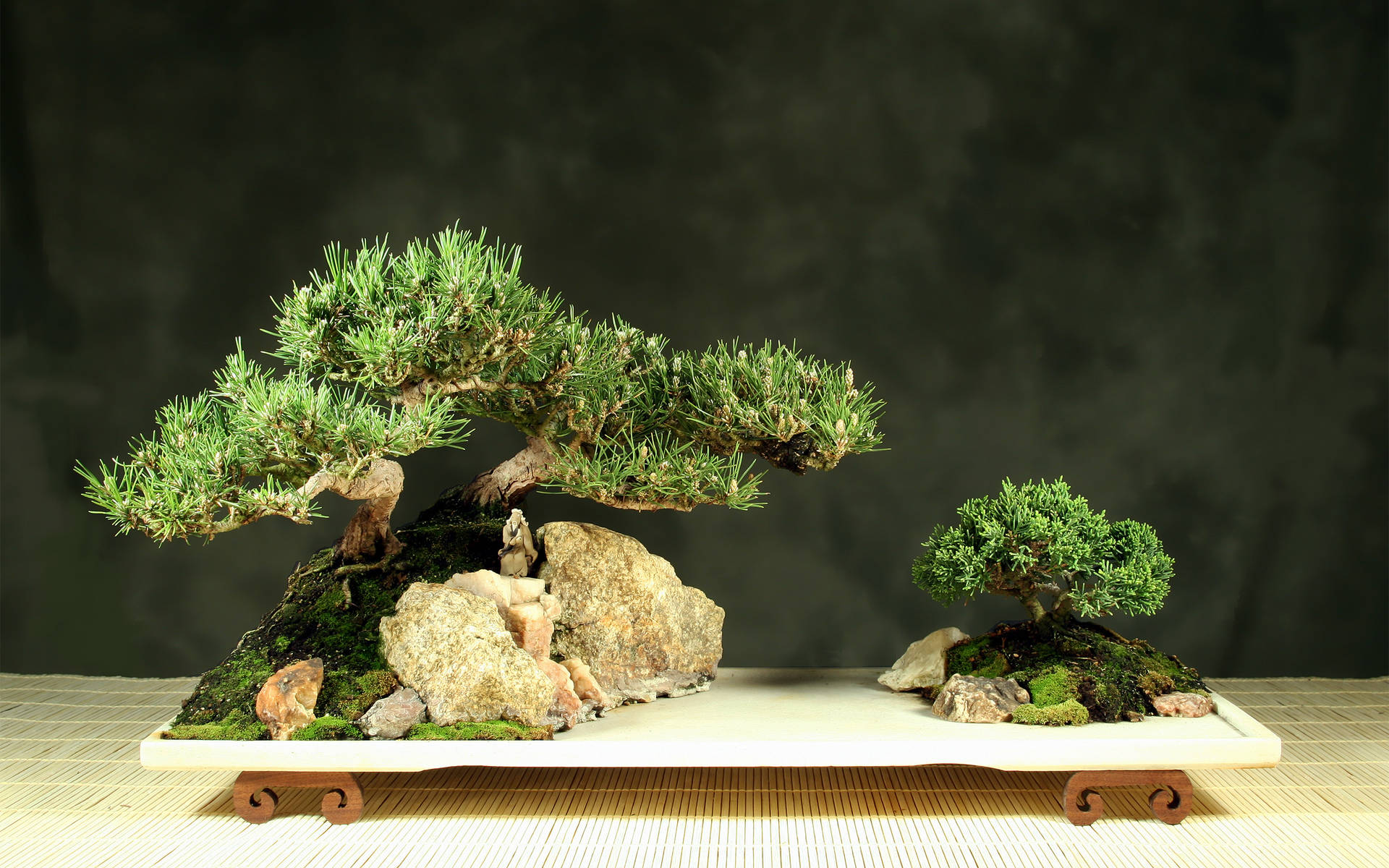 Bonsai Tree Rock Forest Plant Photography Background