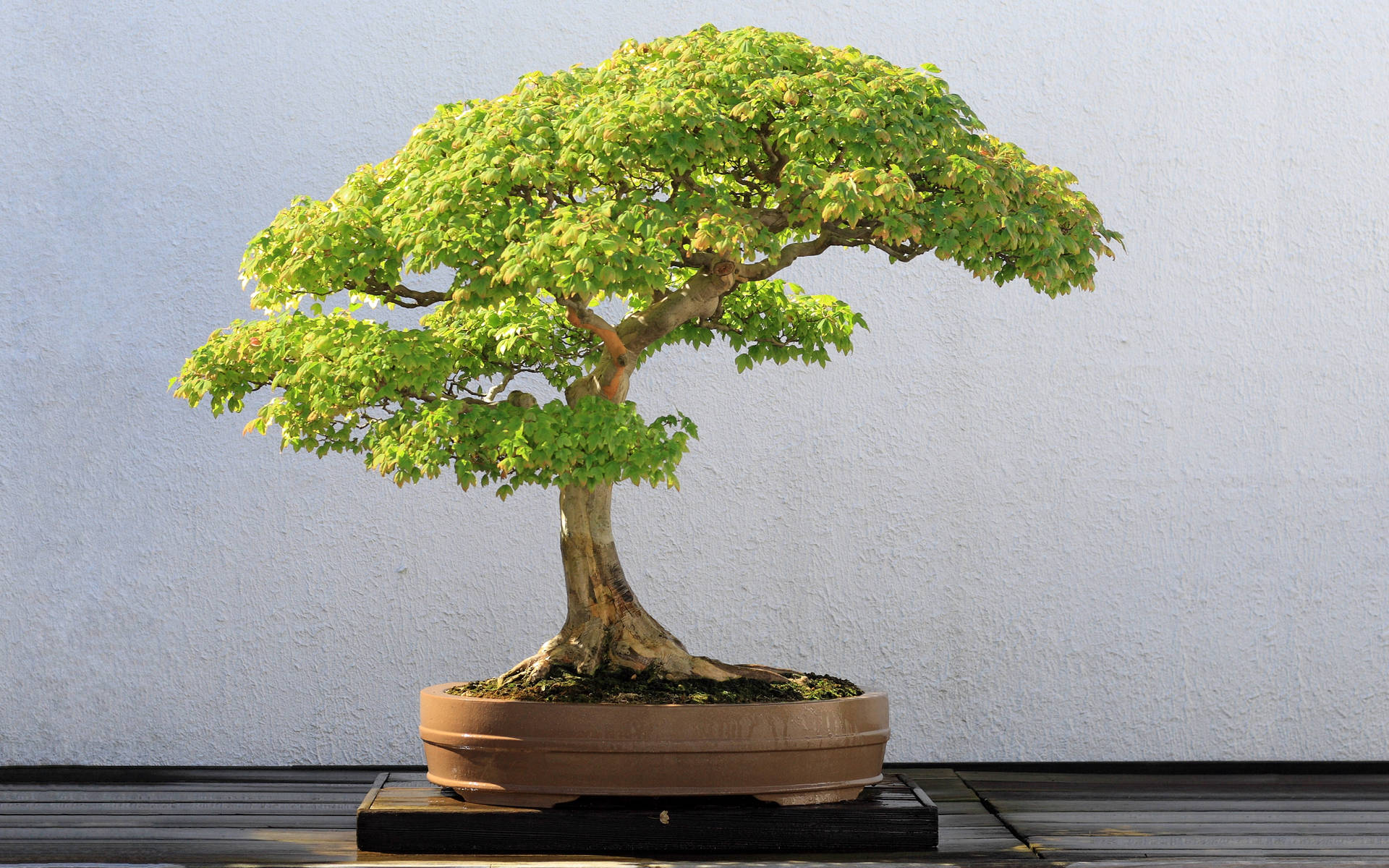 Bonsai Tree Semi-cascade Style Photography Background