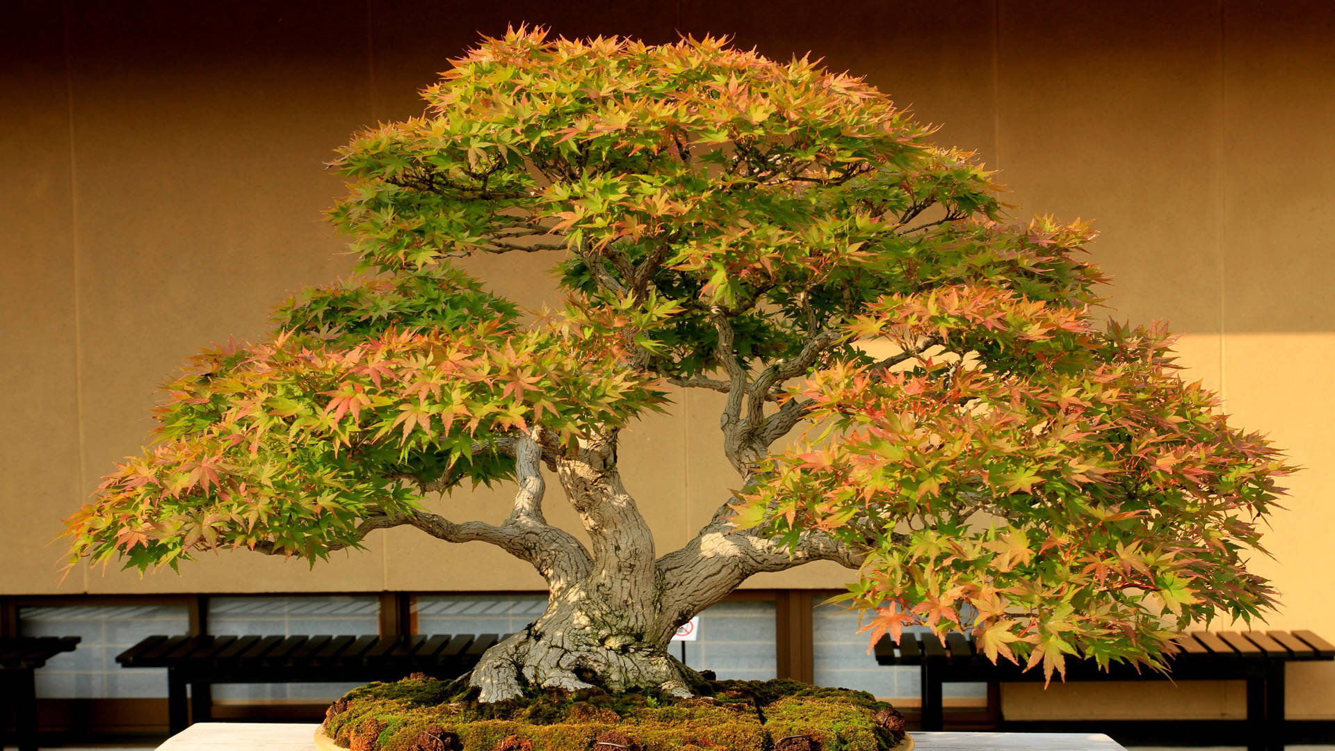 Bonsai Tree Semi-cascade Style Photography Background