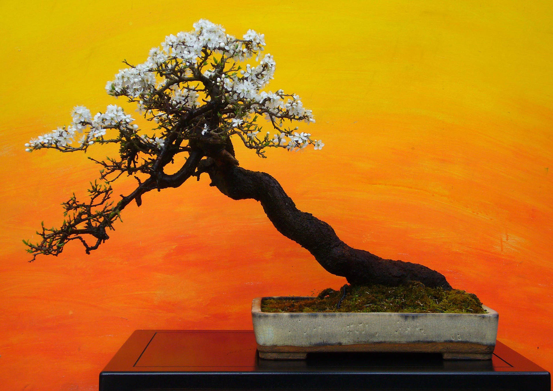 Bonsai Tree Shakan Art Painting Background