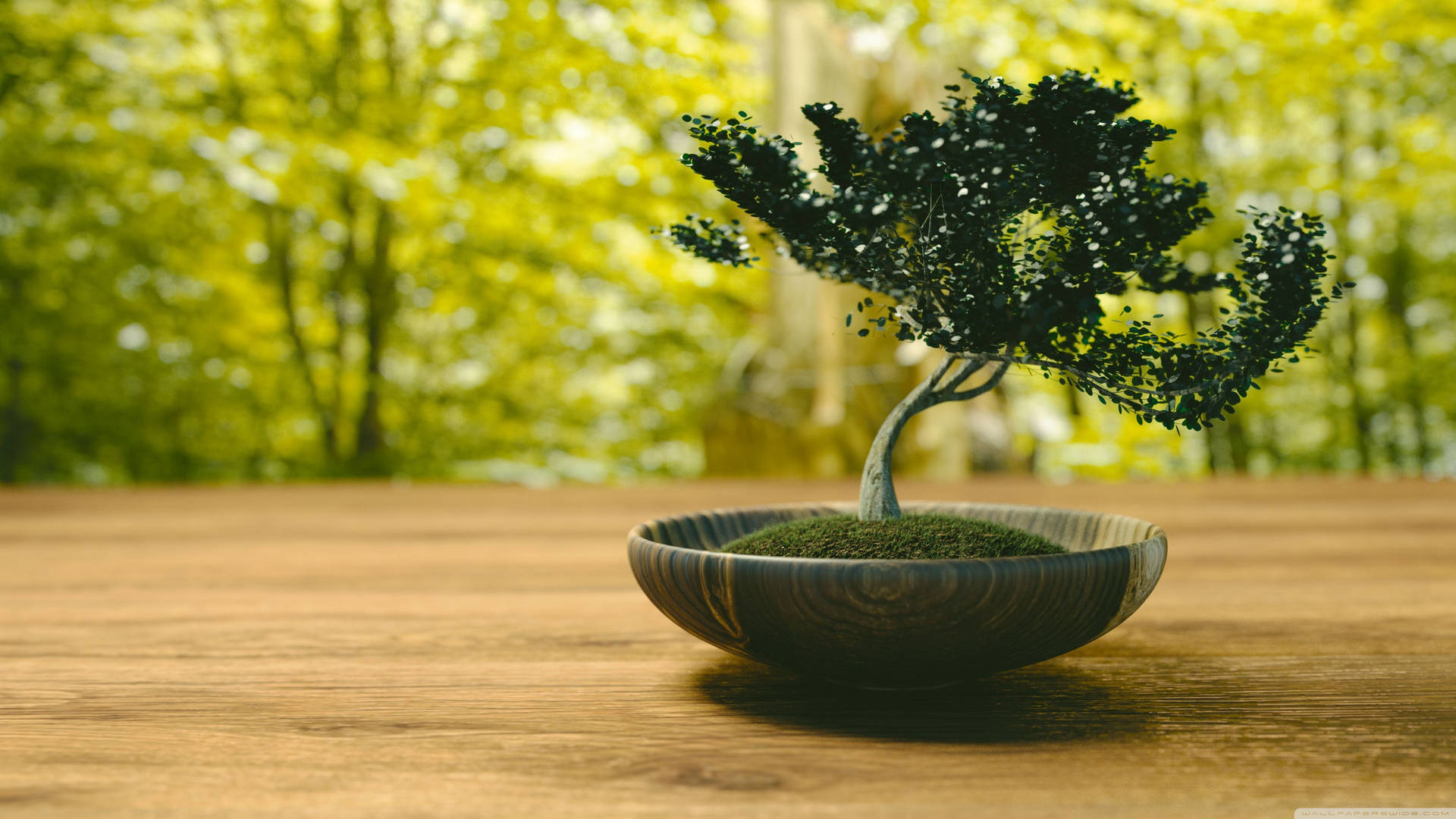 Bonsai Tree Slanting Style Tiny Plant Photography Background