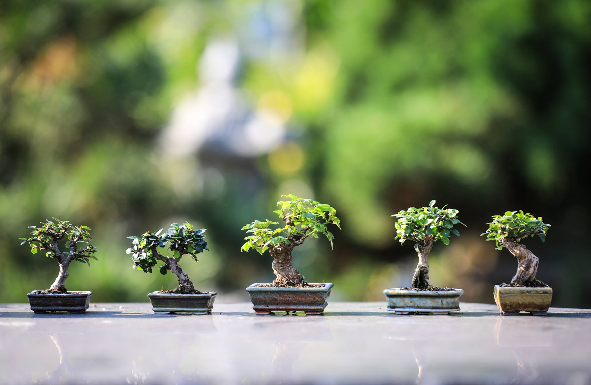 Bonsai Tree Tiny Plant Photography