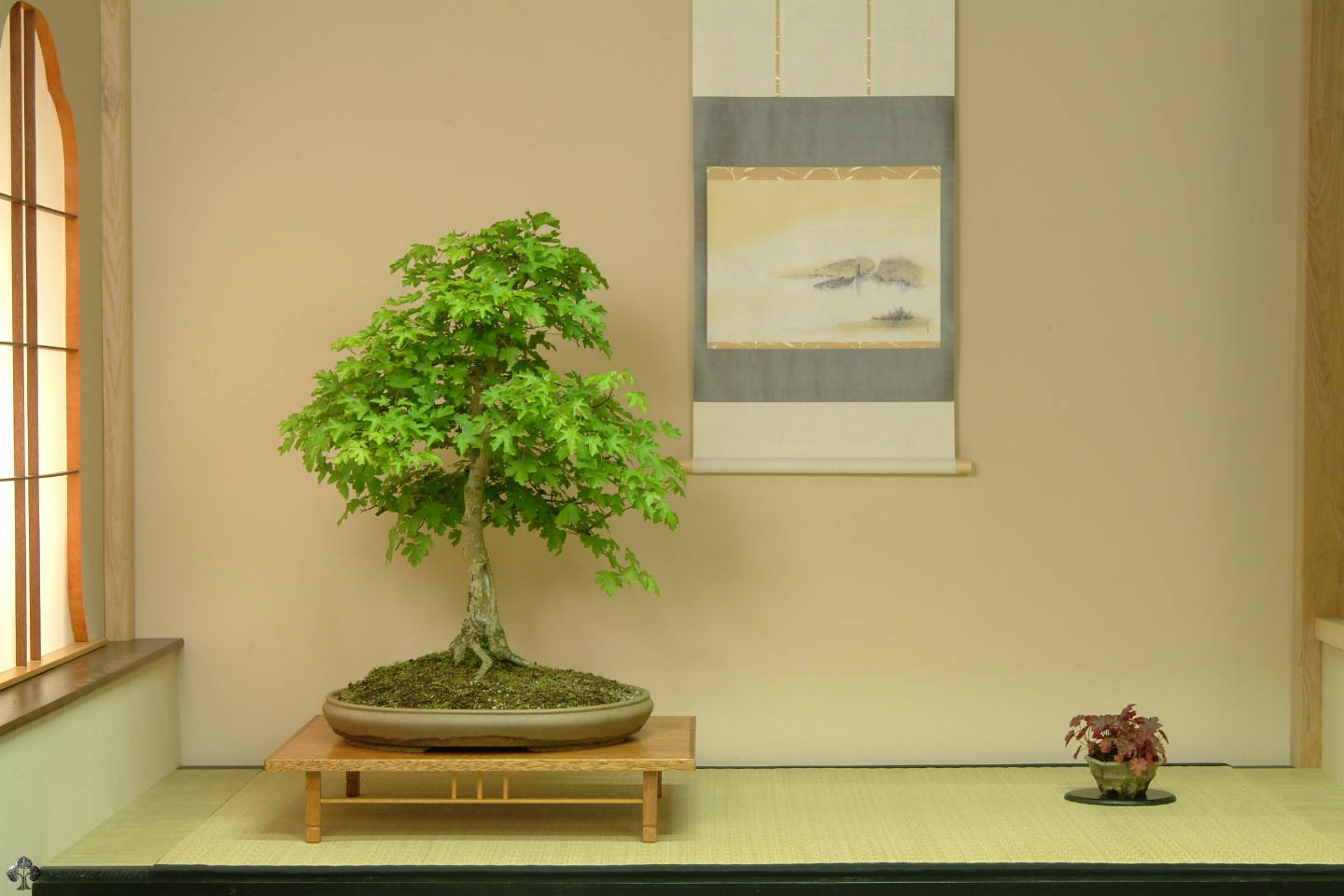 Bonsai Tree Upright Plant Photography