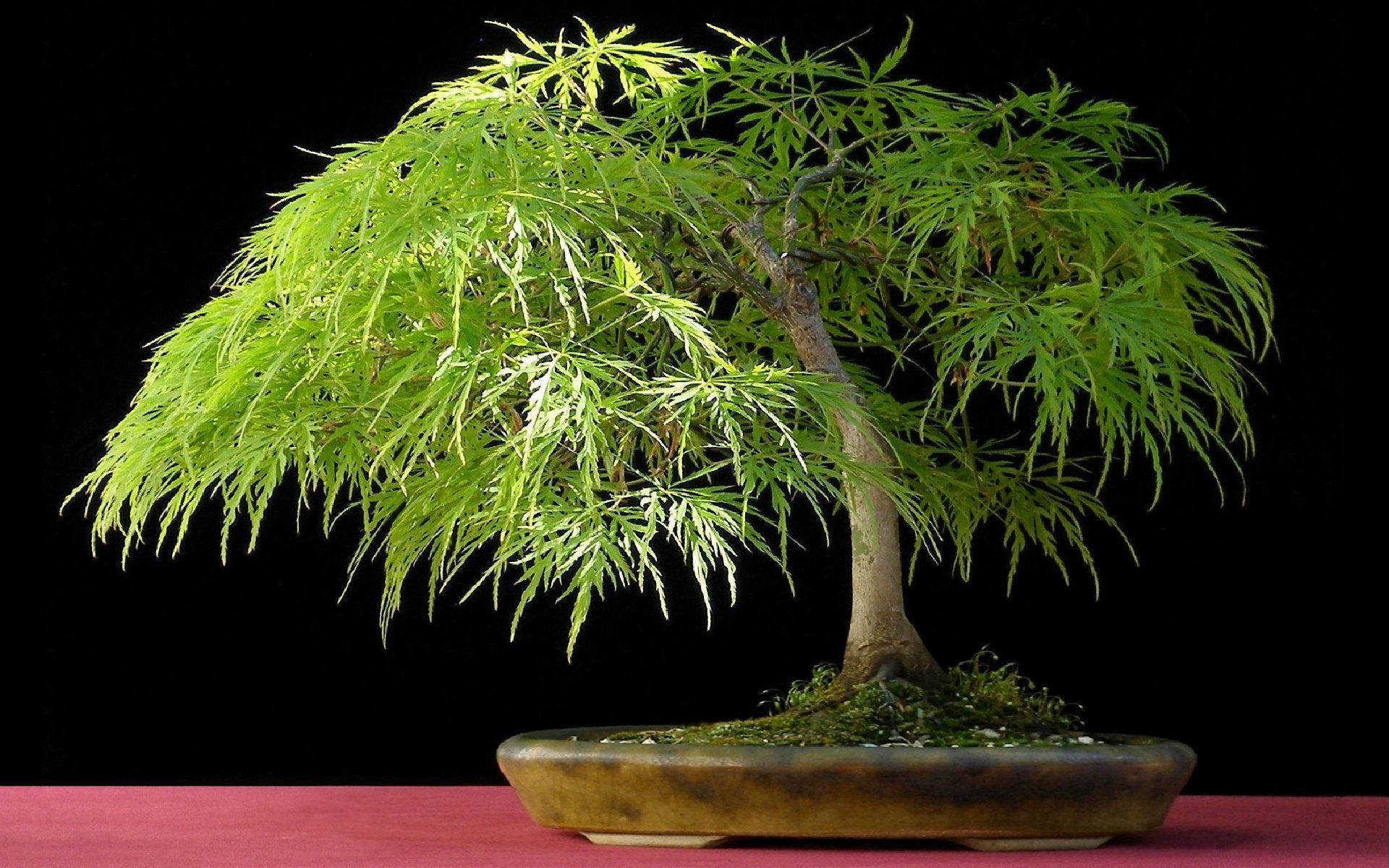 Bonsai Tree Weeping Style Tiny Plant Photography