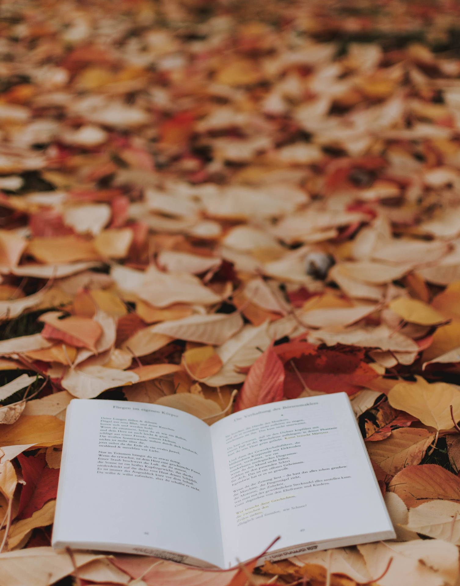 Book On Fall Leaves Background