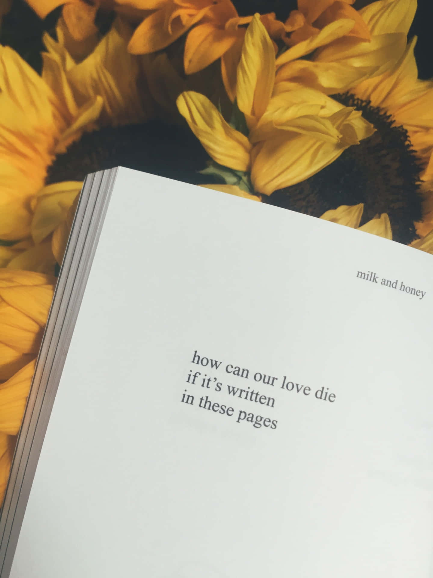 Book Sunflower Yellow Tumblr Aesthetic Background