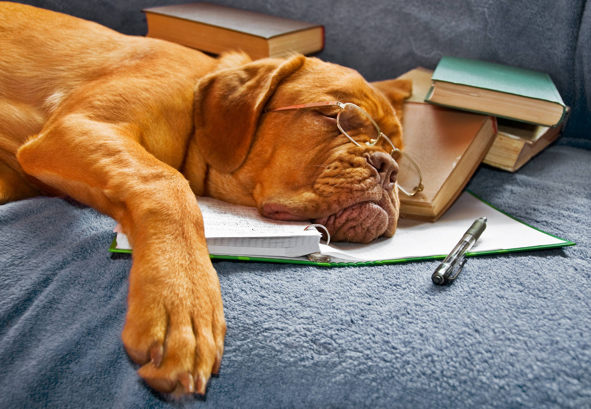 Bookworm Dog Napping Background