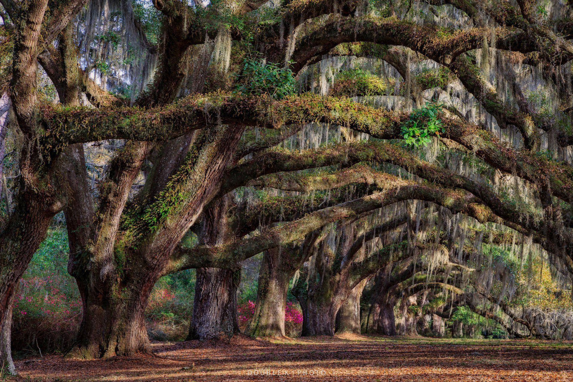 Boone Hall Plantation Gardens South Carolina Background