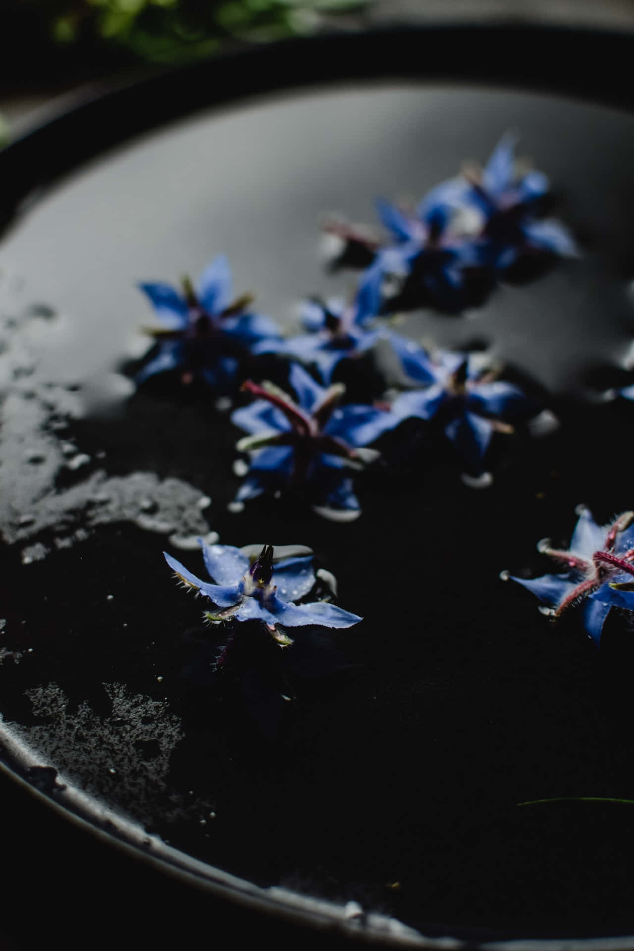 Borage Blue Flowers Phone Background