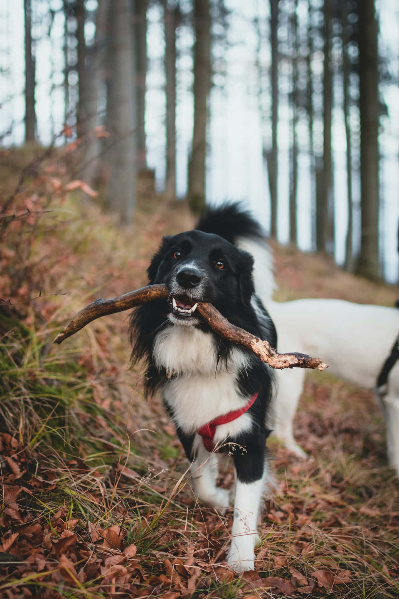 Border Collie Fetching Stickin Forest.jpg Background