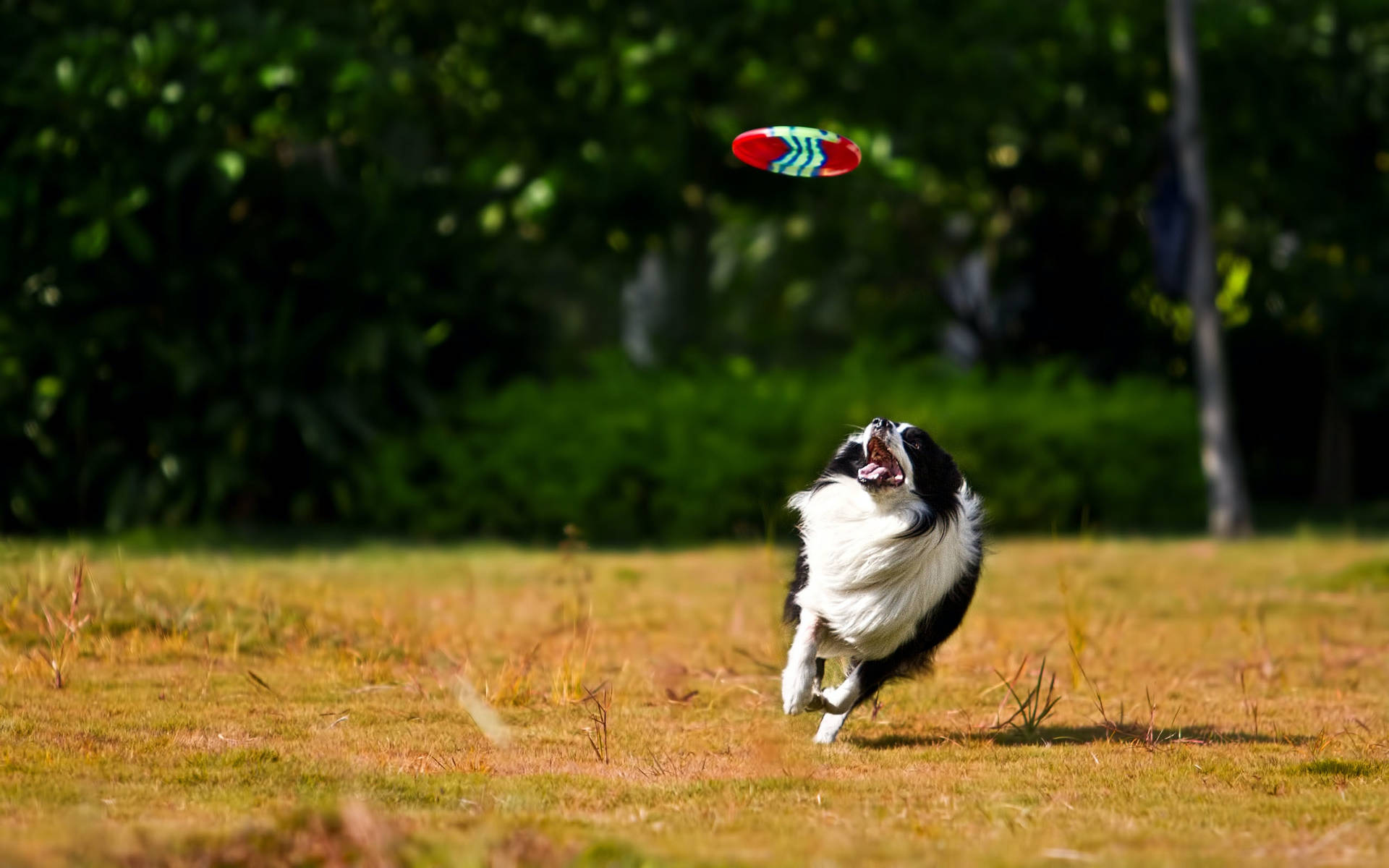 Border Collie Plays Ultimate Frisbee Background