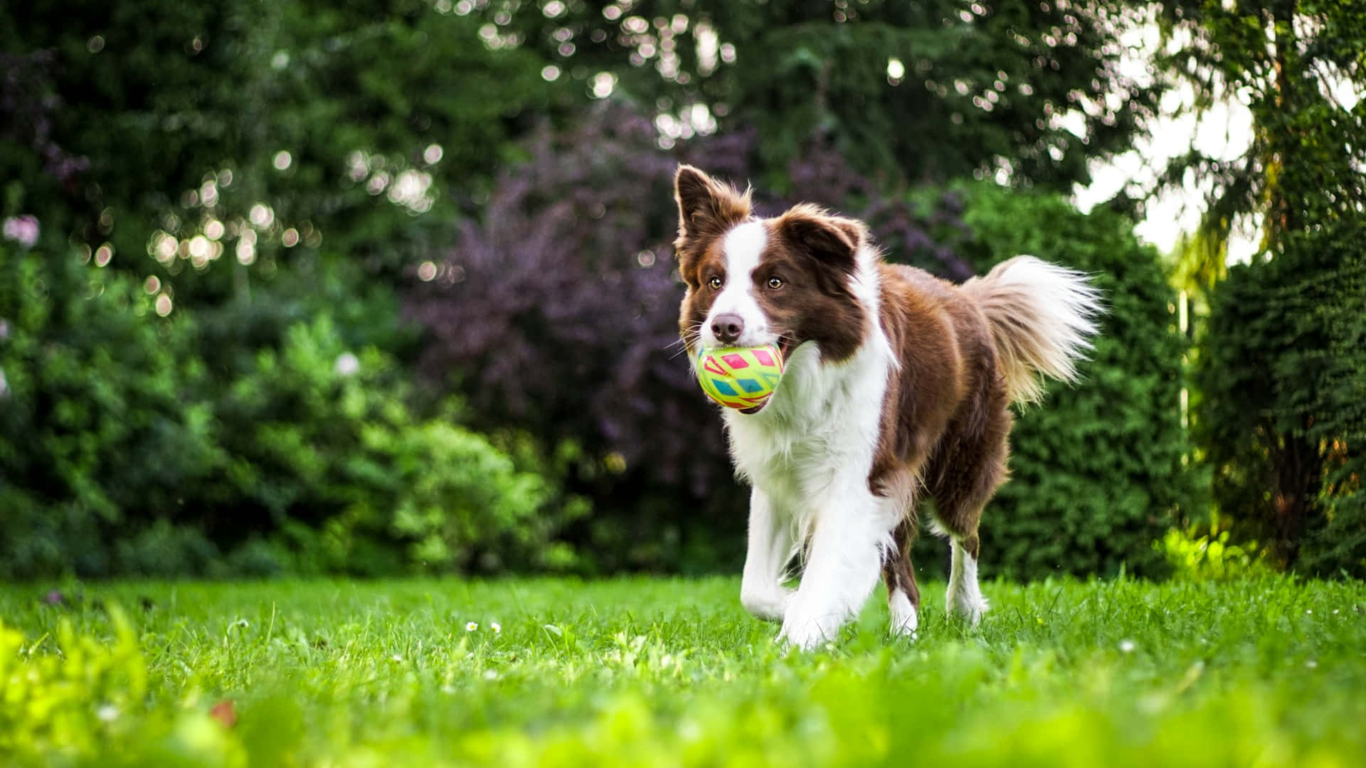 Border Collie Retrieves Ball During Training