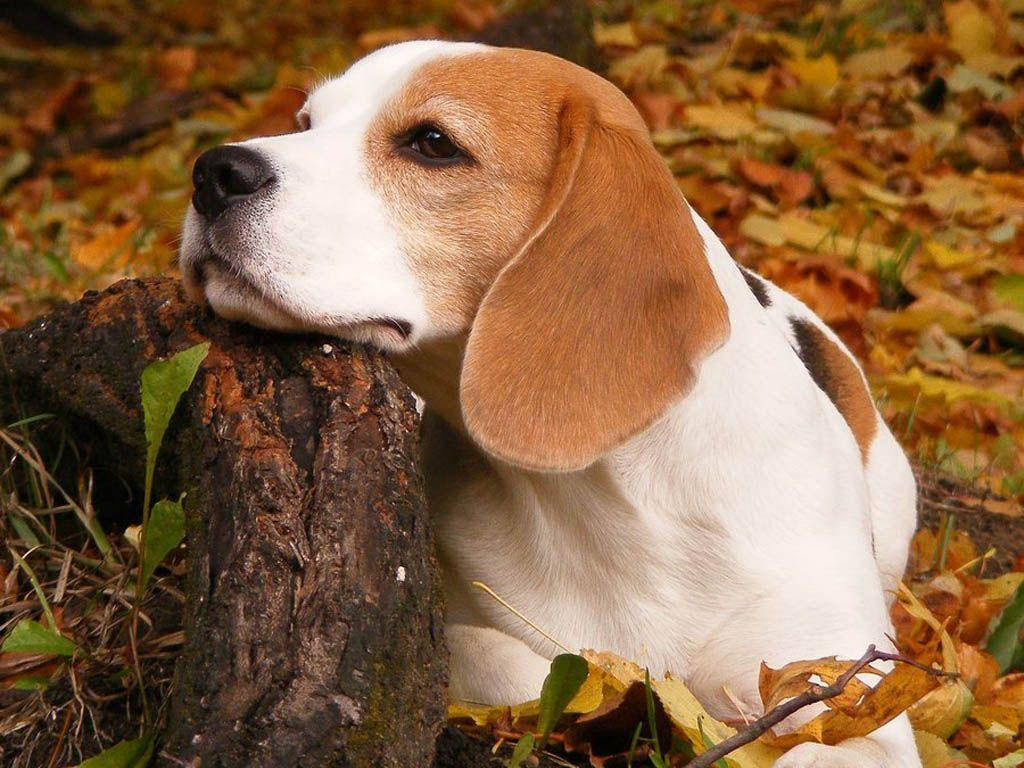 Bored Beagle Dog Background