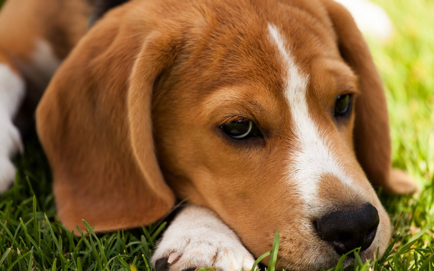 Bored Beagle Headshot Background