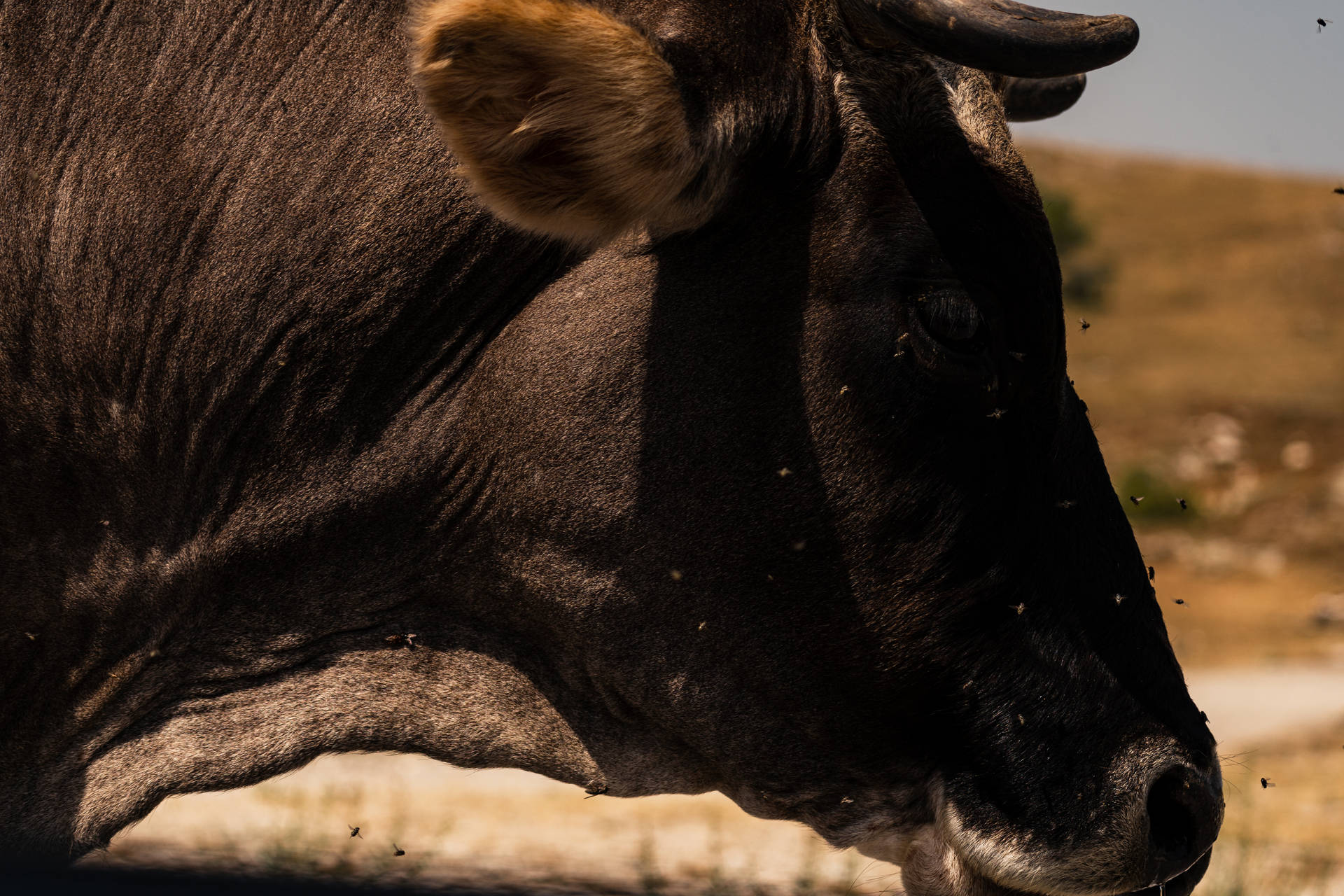 Bosnia And Herzegovina Buša Native Cattle Background