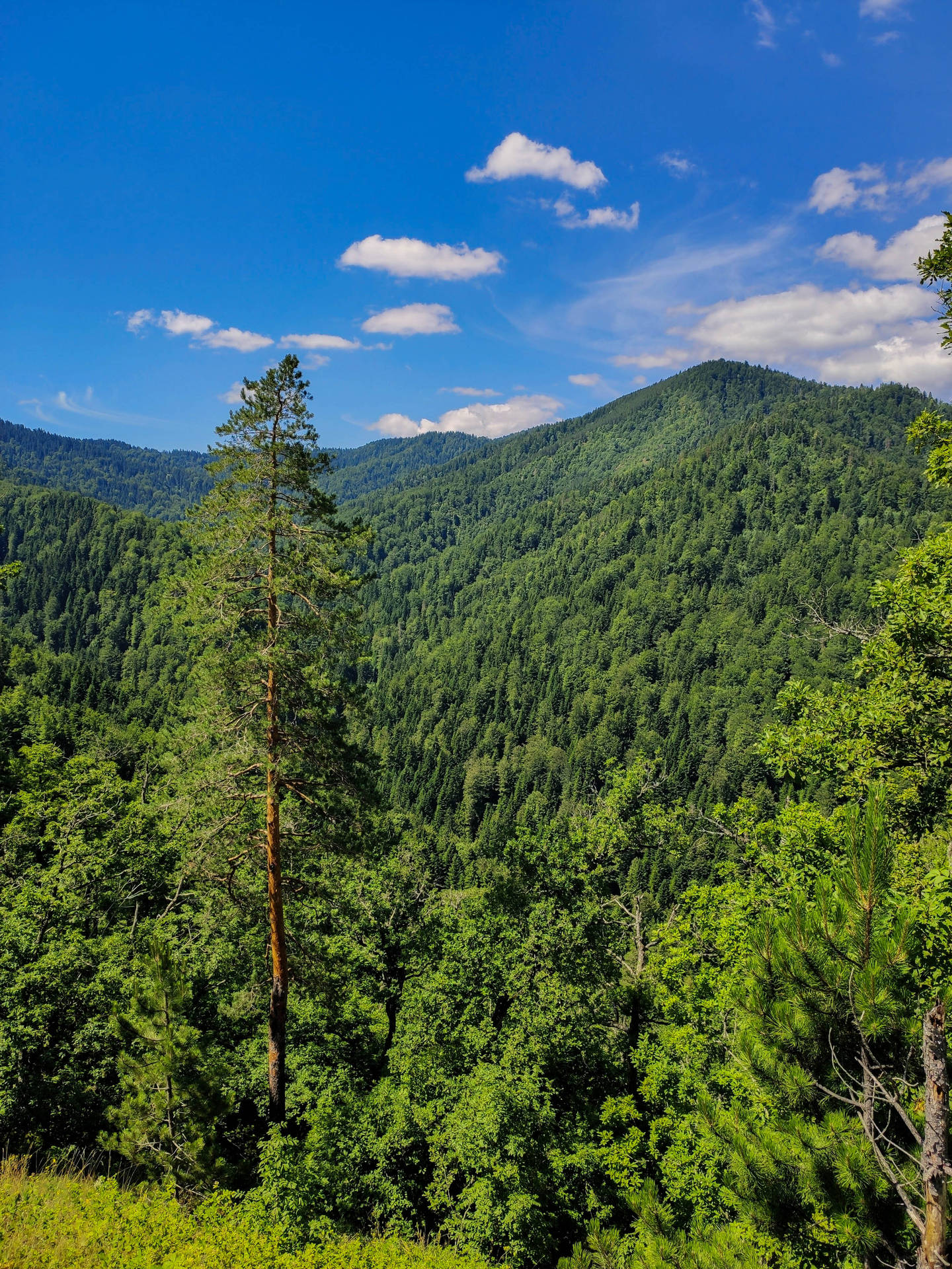 Bosnia And Herzegovina Zvijezda Forest Background