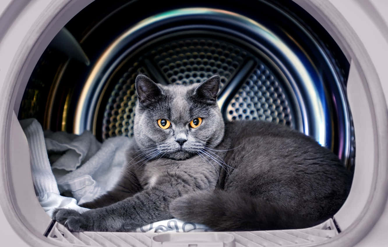 Boss Cat Inside Drier Background