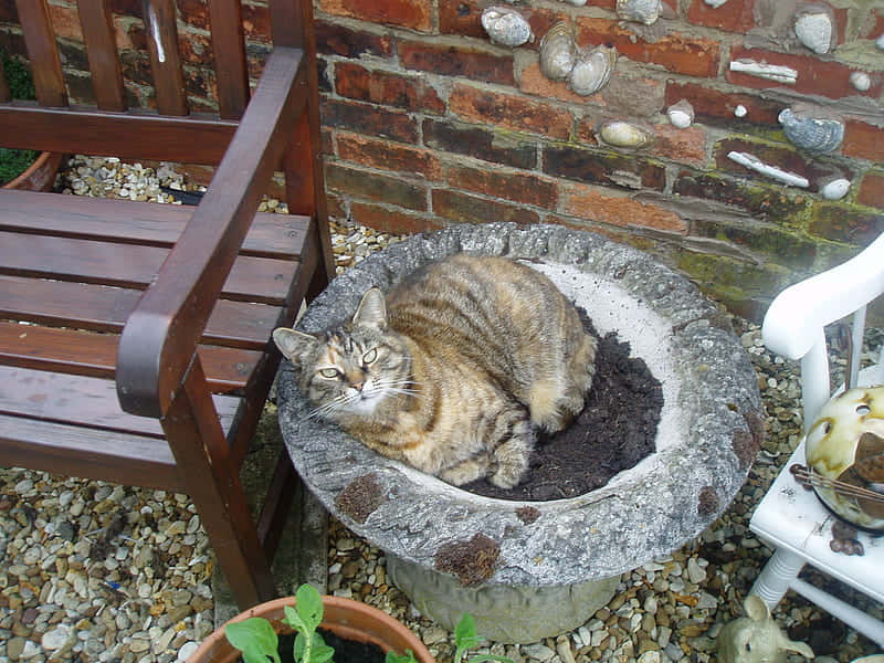 Boss Cat On A Dirt Background