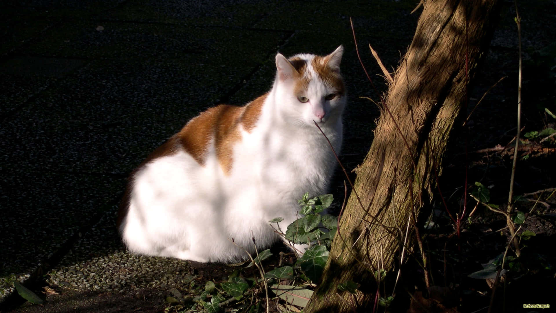 Boss Cat On Street Background