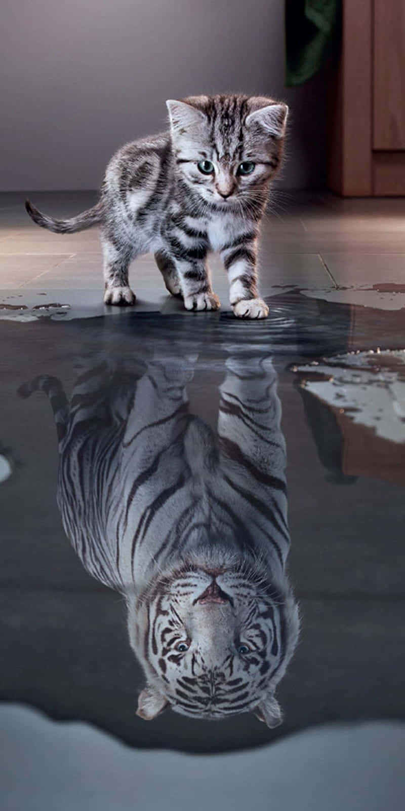 Boss Cat Reflection Background