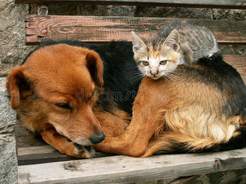 Boss Cat With Dog Background