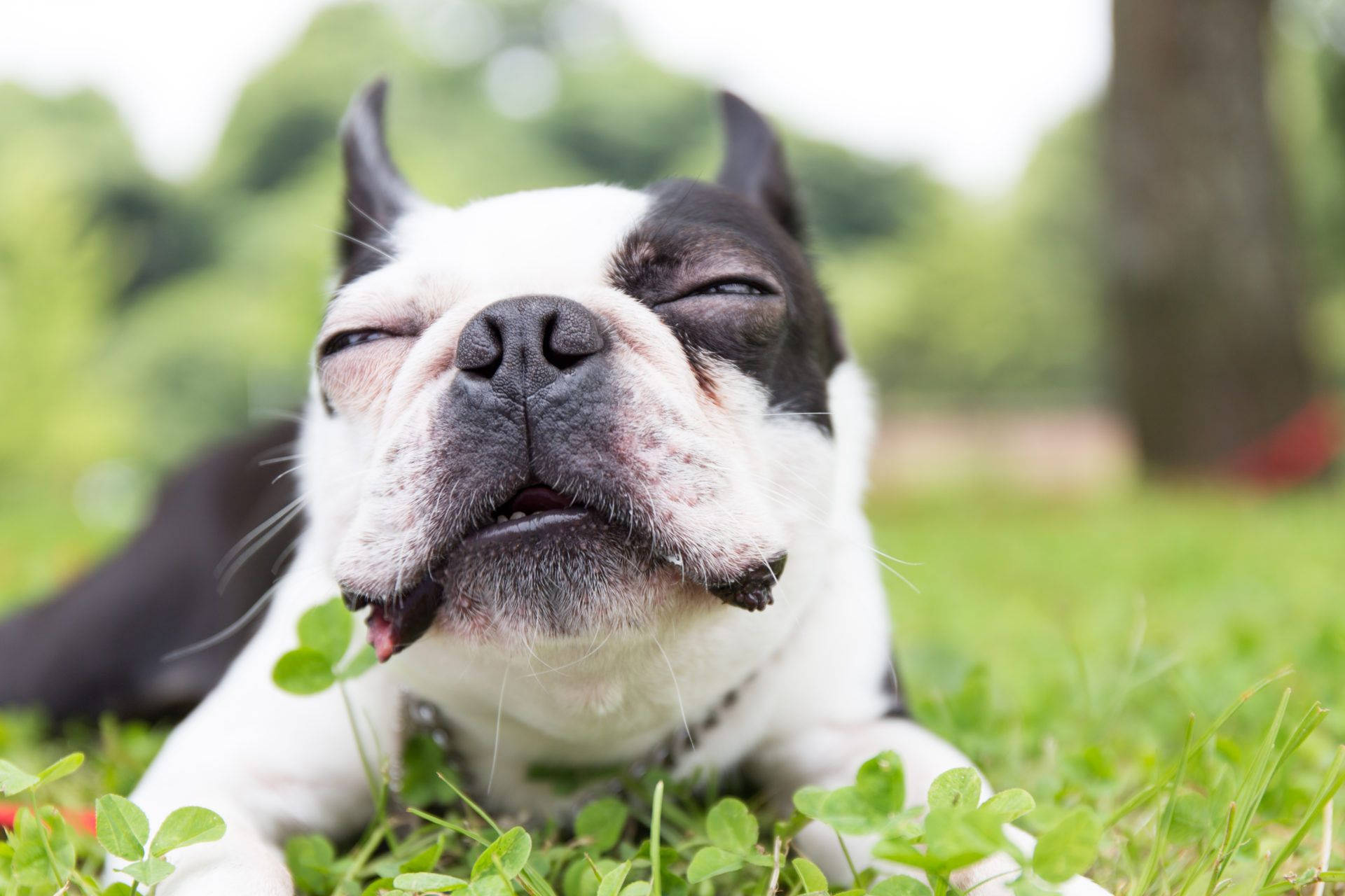 Boston Terrier Blissful Smile.jpg Background