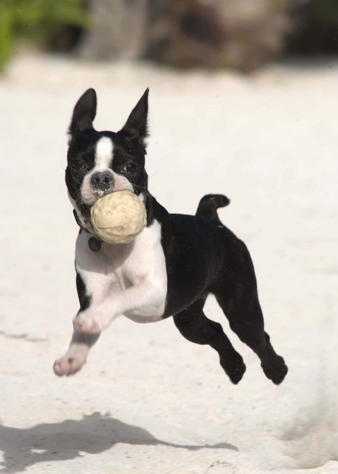 Boston Terrier Catching A Ball Background