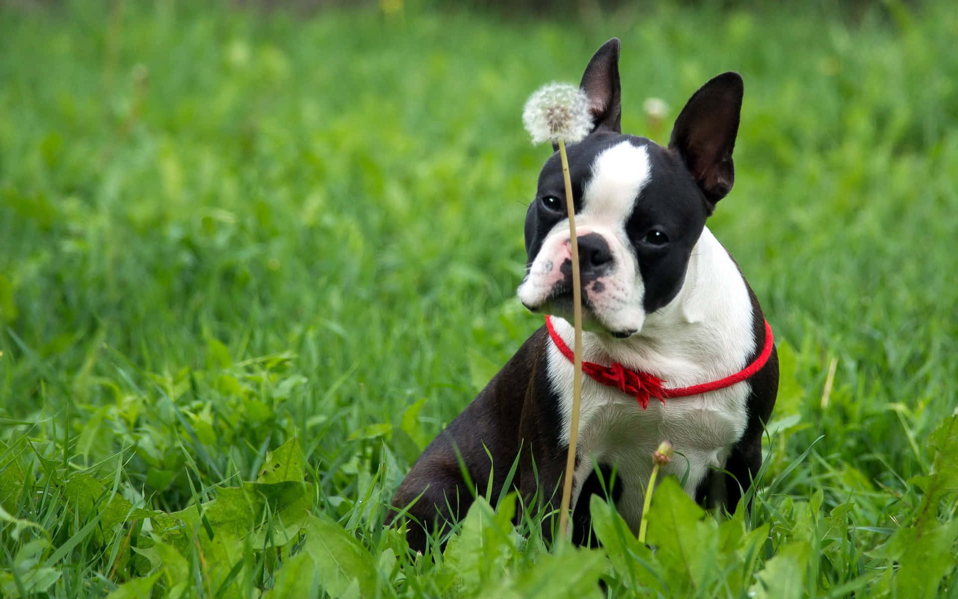 Boston Terrier Dog In The Grass Background