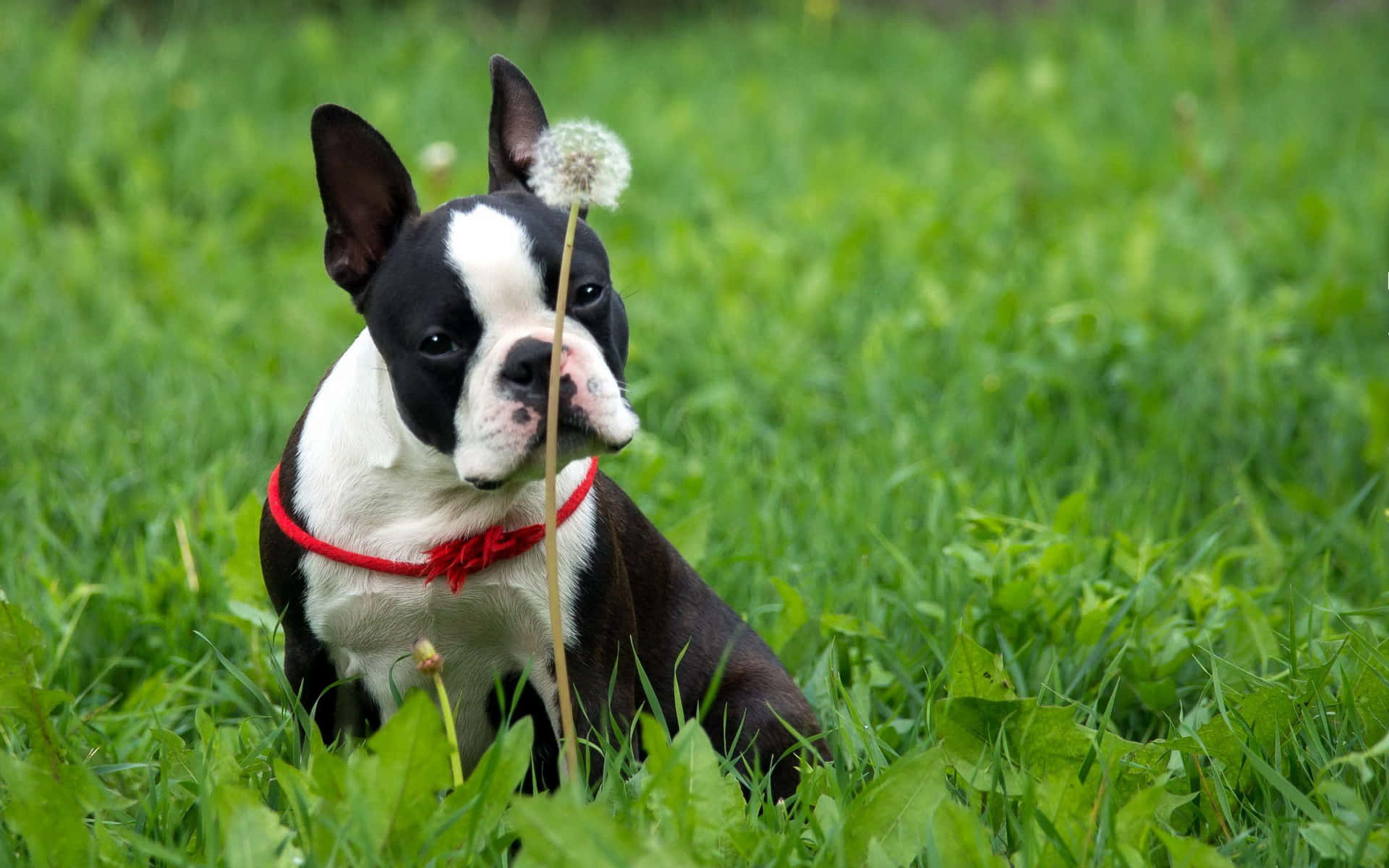 Boston Terrier Dog In The Grass Background