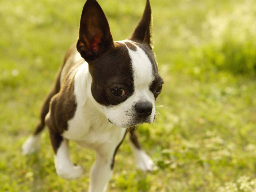 Boston Terrier Gait Close Up Cute Background