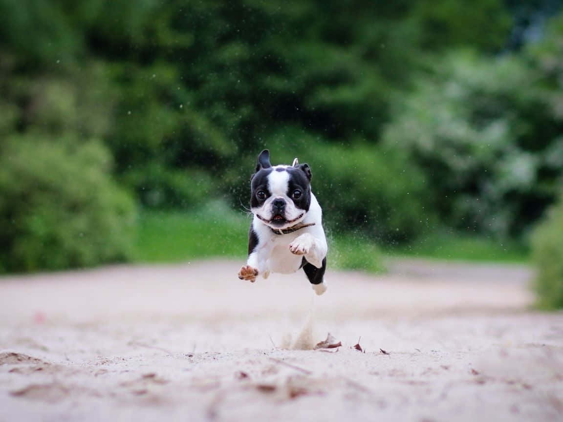 Boston Terrier Running Hover Smile Background