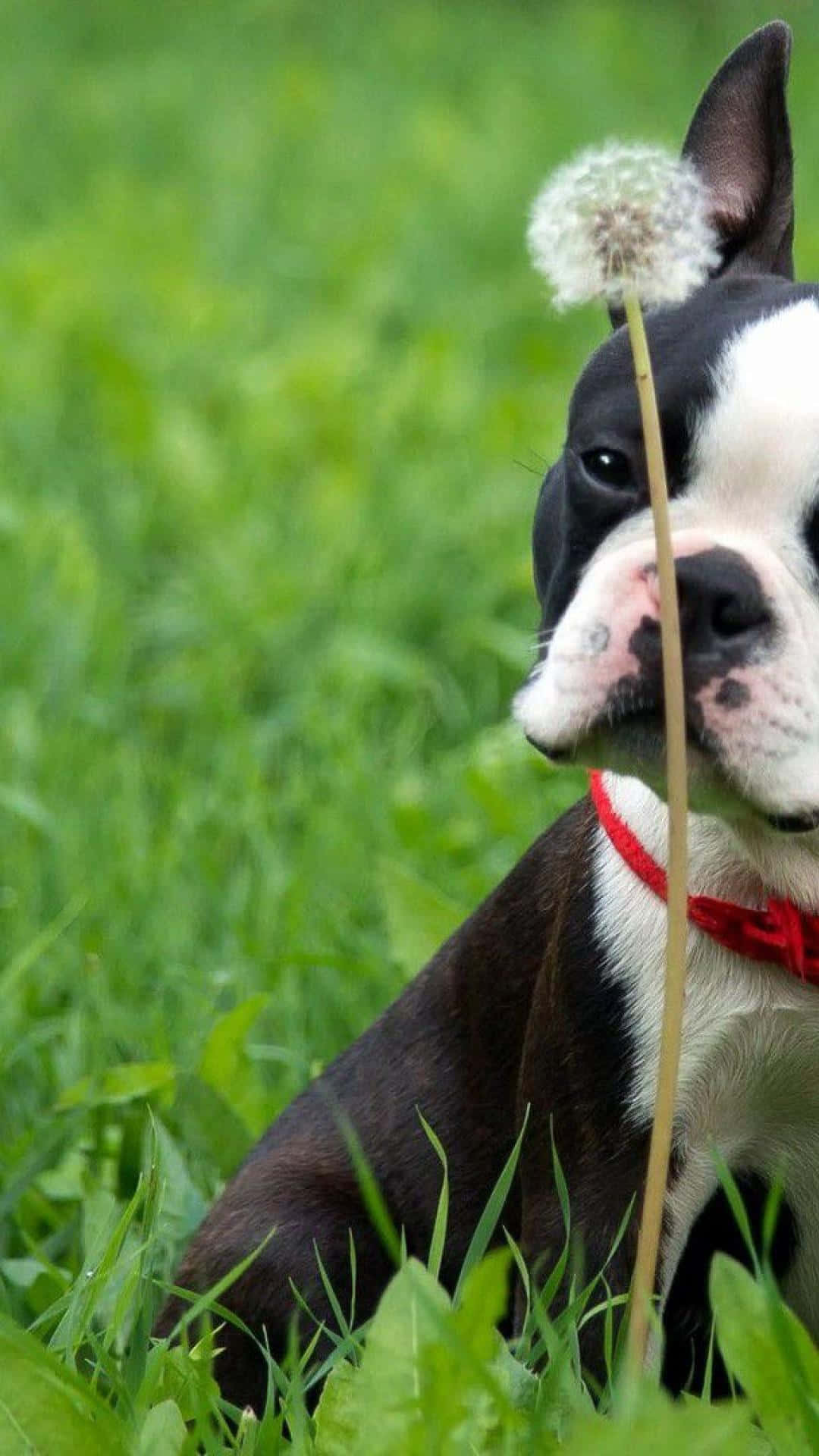 Boston Terrier Sniff Dandelion Stem