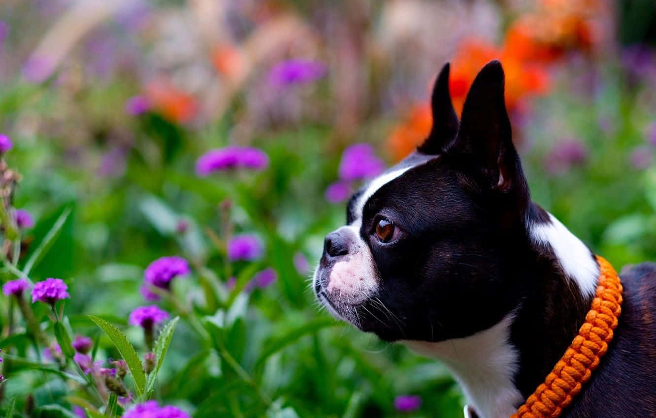 Boston Terrier Sniffing Flowers Background