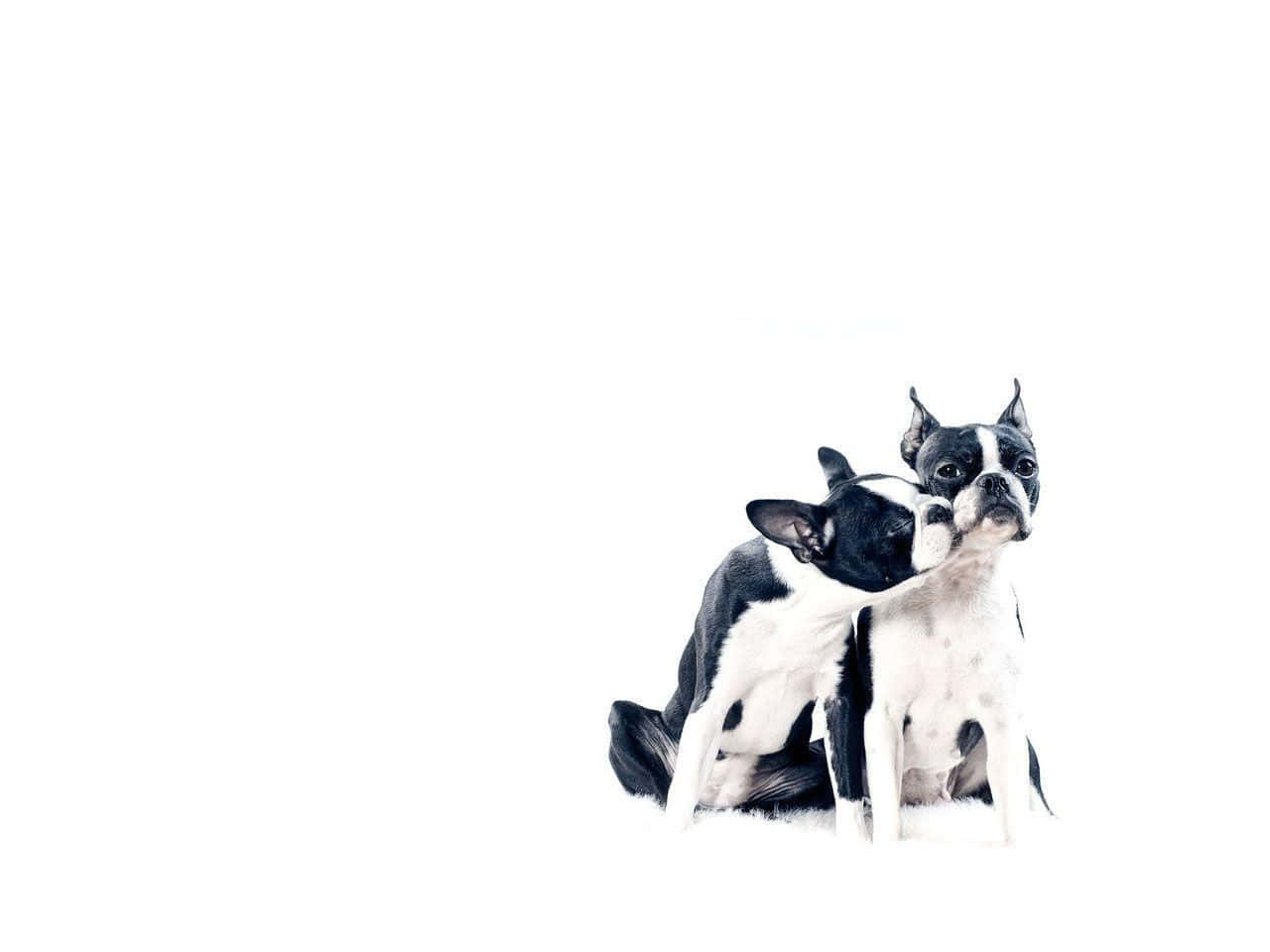 Boston Terrier Two Cheeks Close Background