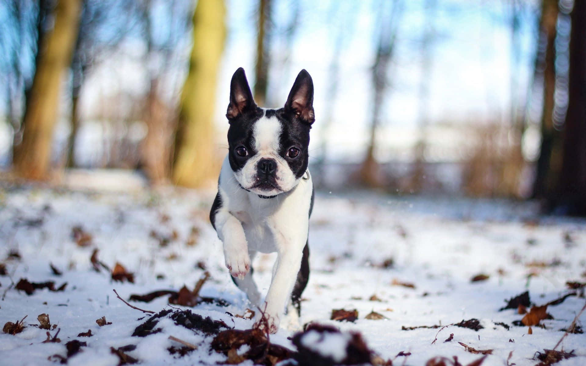 Boston Terrier Walking Snow Forest Background