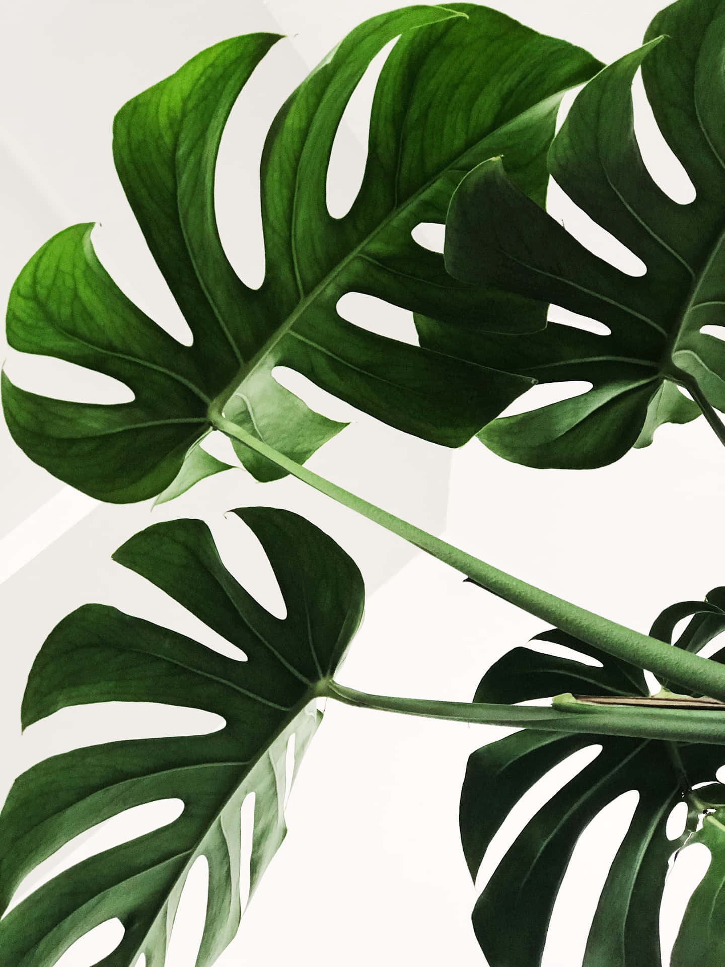 Botanical Green Monstera Leaves Portrait Background