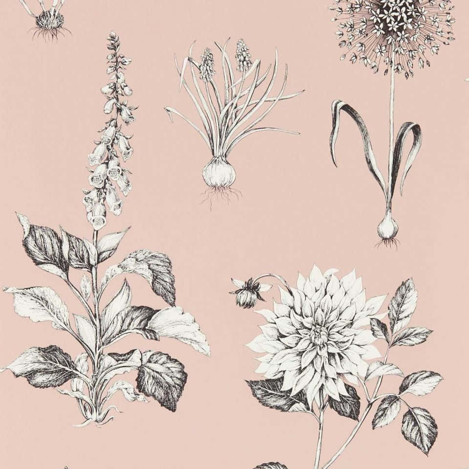 Botanical Sketches Blush Background Background