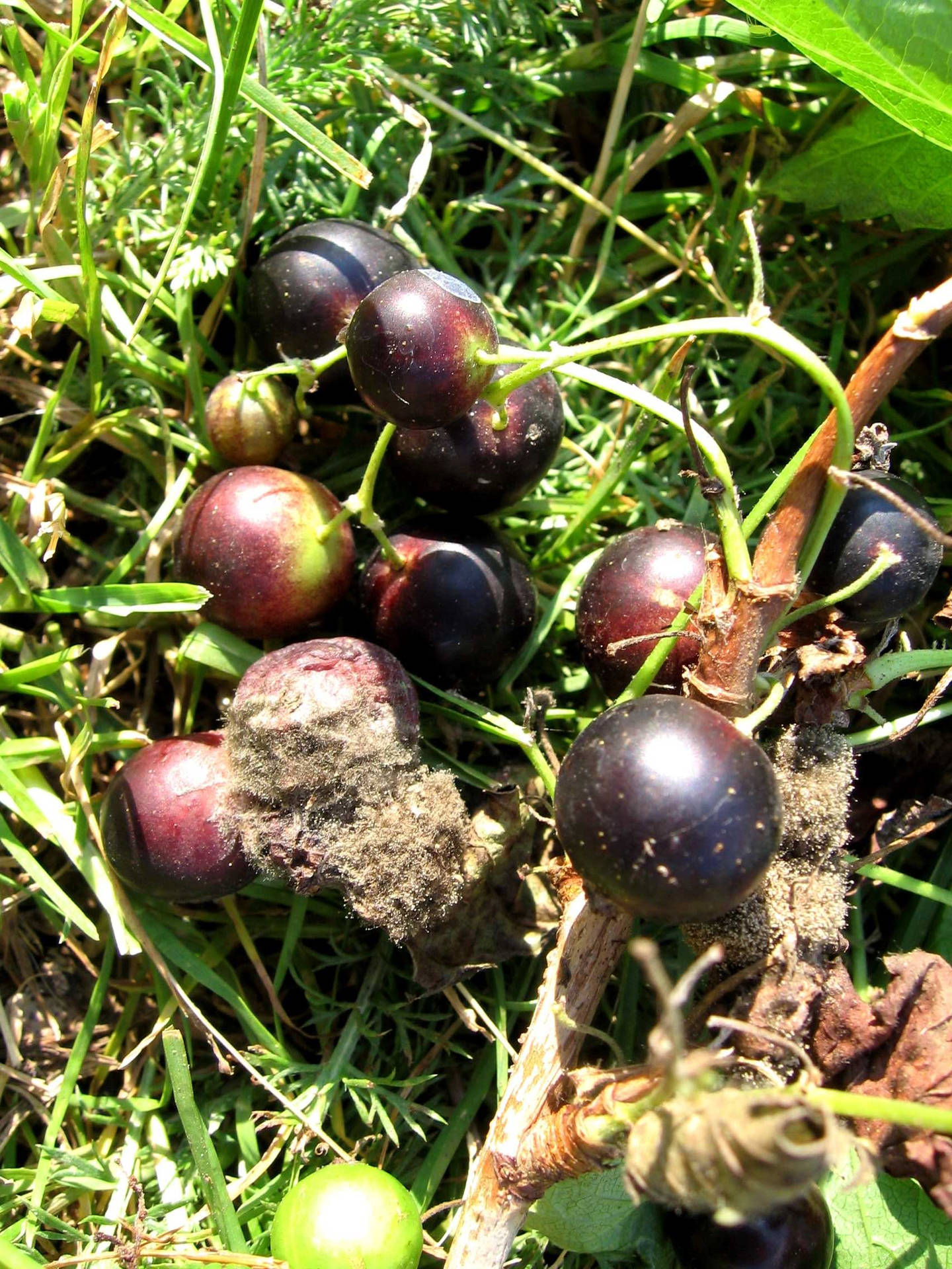 Botrytis In Blackcurrant Background