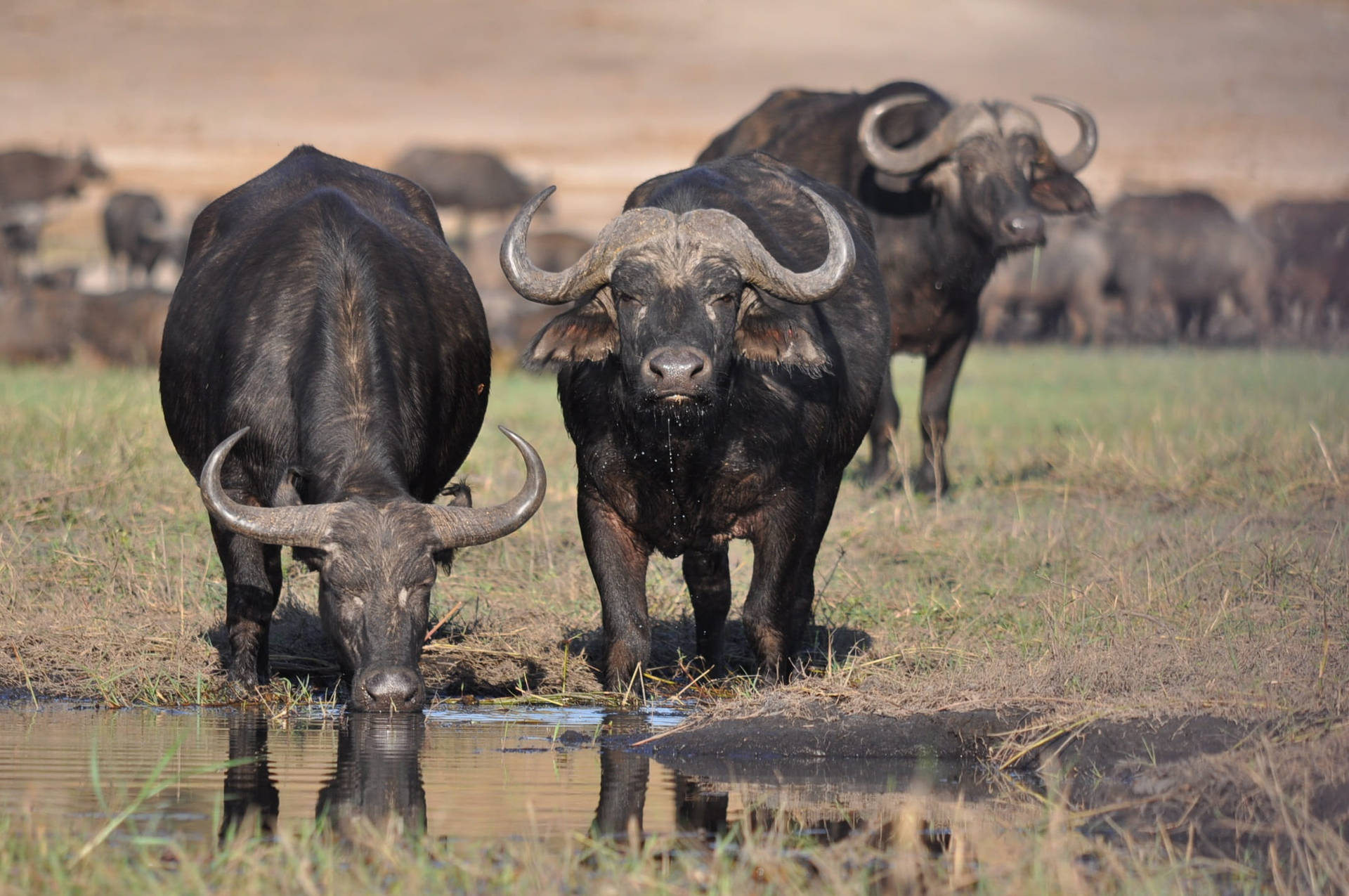 Botswana African Buffalo