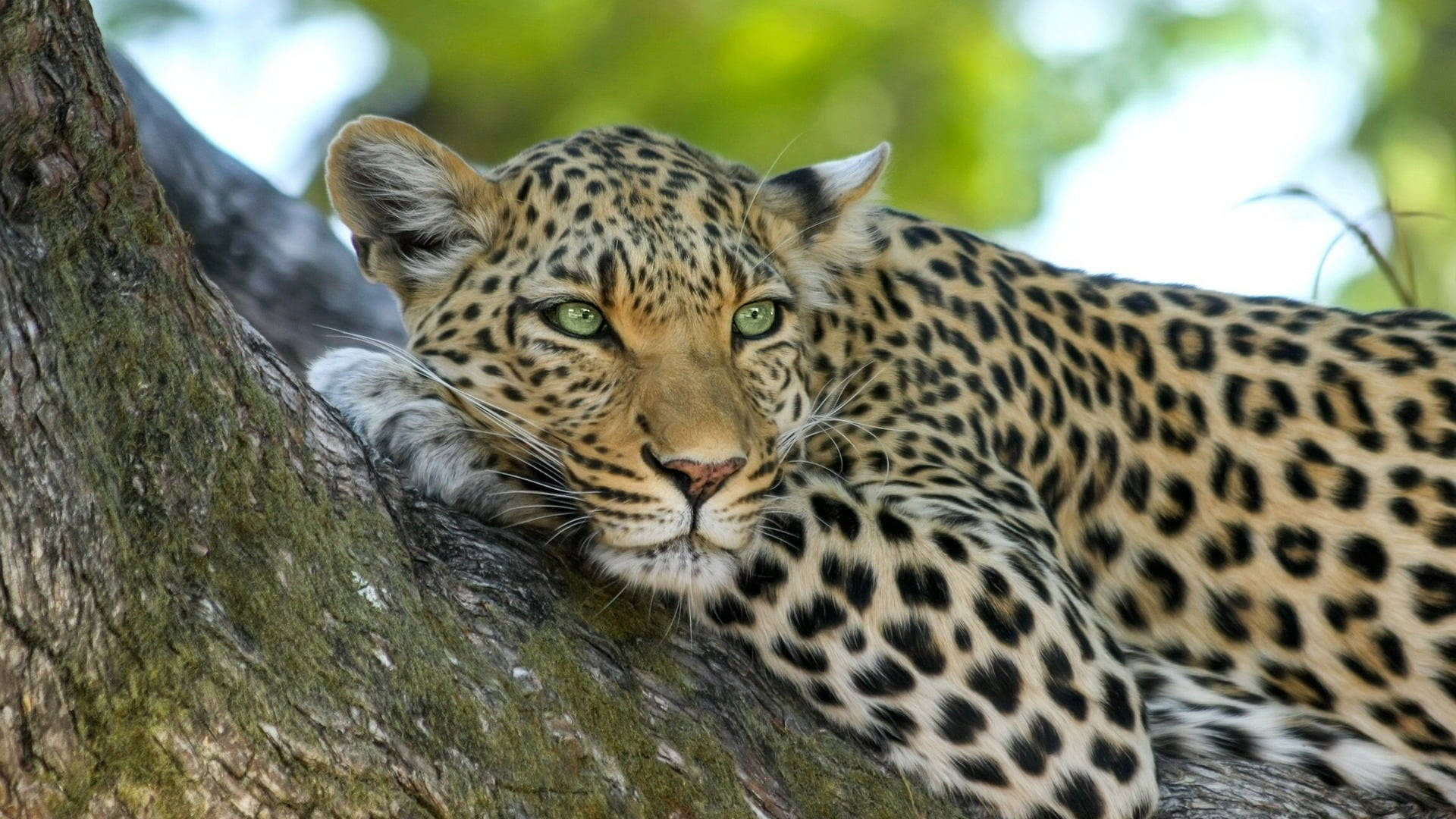 Botswana African Leopard