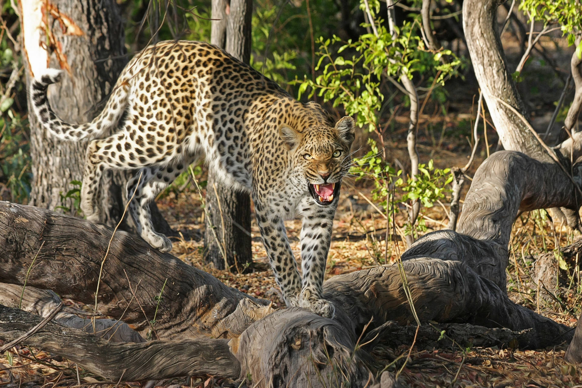 Botswana Angry Leopard Background