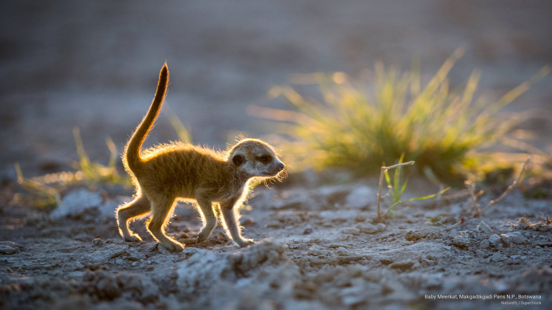 Botswana Baby Meerkat Background